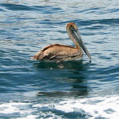 Cabo-Pelican