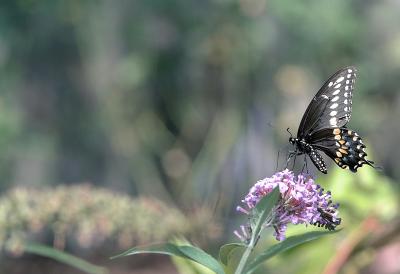 spicebush swallowtail 01