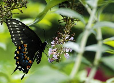 spicebush swallowtail 26