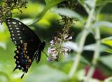 spicebush swallowtail 26
