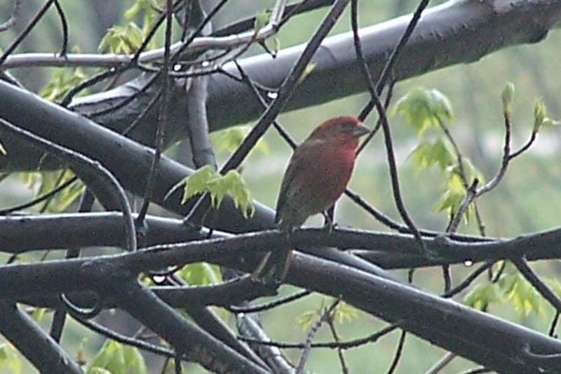 purple finch