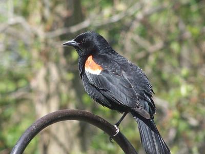 one legged red wing blackbird