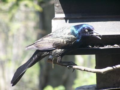 vocal brewer's blackbird
