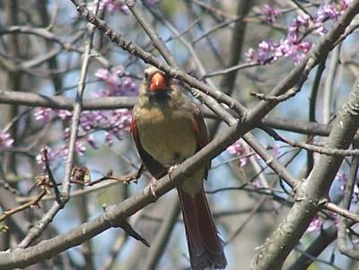 spring cardinal