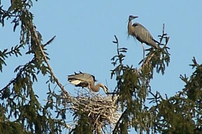 blue heron family