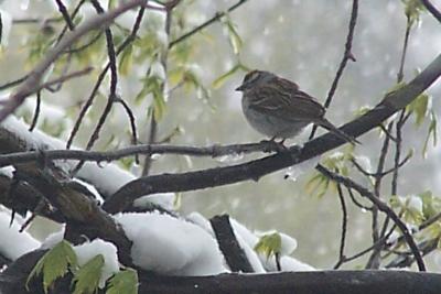 sparrow in an icey tree
