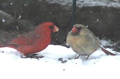 male cardinal feeding mate