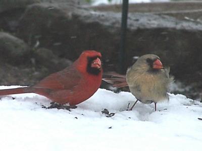 cardinal mates