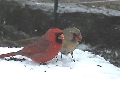 cardinal pair in the snow