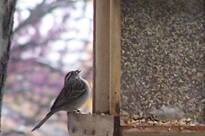 feeding sparrow