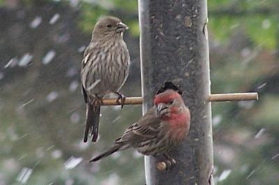finch pair in the storm