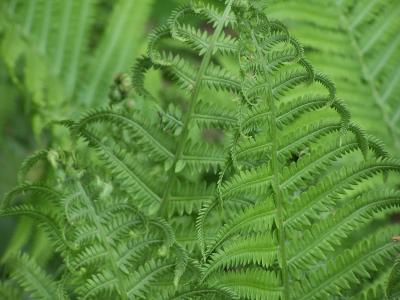 young ferns