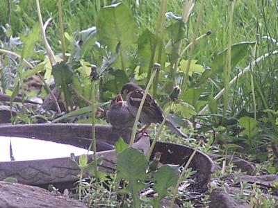 male sparrow feeding mate