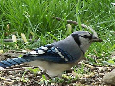 perfect bluejay