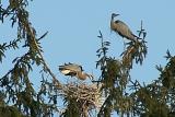 blue heron family