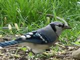 perfect bluejay