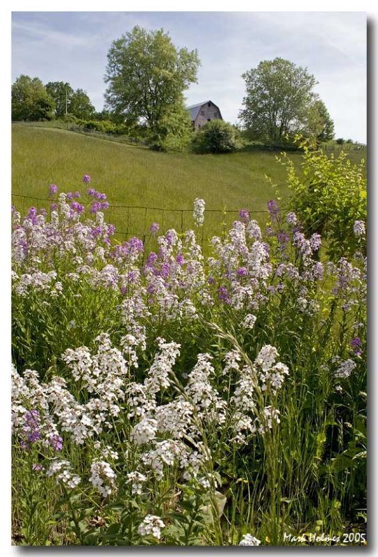 Dames Rocket and Hillsides of SW Virginia