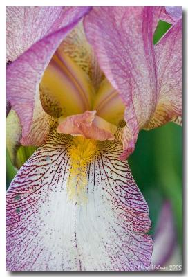 Purple Iris