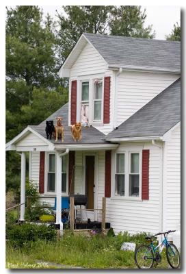 u26/athiker95/medium/43947126.dogsonroof.jpg
