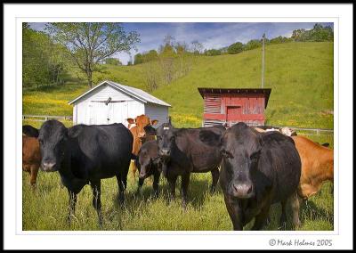 Cows In SW VA