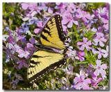 Tiger Swallowtail