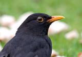 Blackbird    ( male )