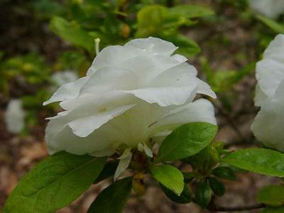 'White Rosebud'