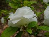 White Rosebud