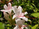 <i>arborescens</i>