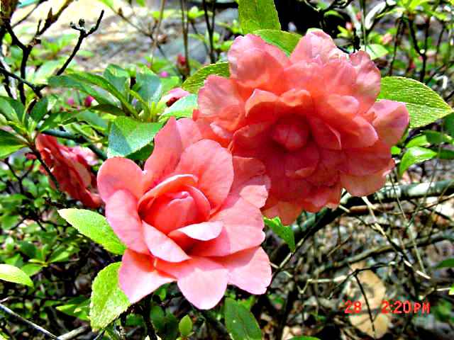 Balsaminiflorum