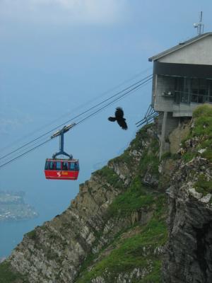 Mt. Pilatus Birds