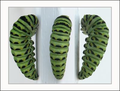 caterpillar3-copy.jpg