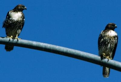 Ferruginous Hawk