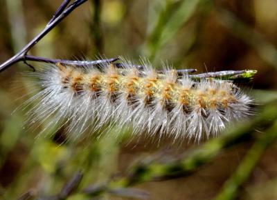 u26/baja_traveler/medium/43369904.Caterpillar.jpg