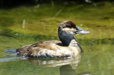 u26/baja_traveler/medium/43876749.RuddyDuck.jpg