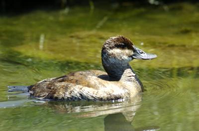 Ruddy Duck (F)