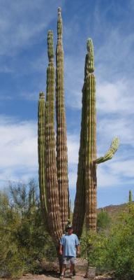 Big Cactus and Bob H (he's so tiny)