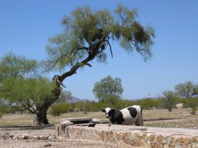 A Cow in El Marmol
