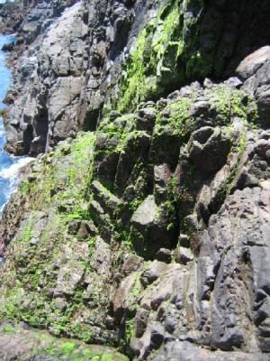 Green Moss at La Bufadora