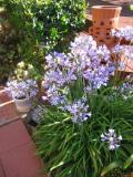 In BobH back yard