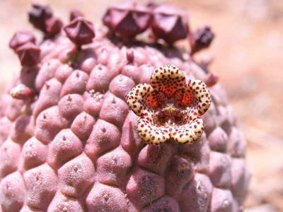 South Africa : Hondebal flower, only 1 cm diameter