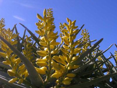 South Africa : The Quiver or Alo tree flowering in May