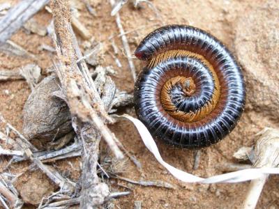 South Africa : Centipede.jpg