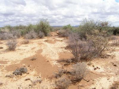 South Africa : Fresh after the rain.jpg