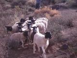South Africa : Sheep in the Karoo.jpg