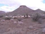 South Africa : Sheep.jpg