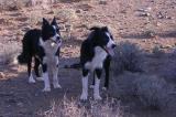 South Africa : Sheepdogs ready for action.jpg