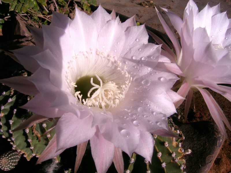 South Africa : Desert flowers-1