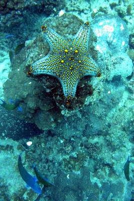 Arabian Gulf Starfish
