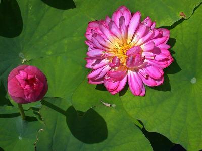 LILLYANDBUDDSCN0902.jpg